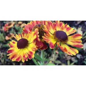 Helenium 'Adios'