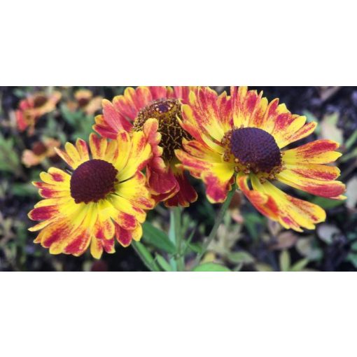 Helenium 'Adios'