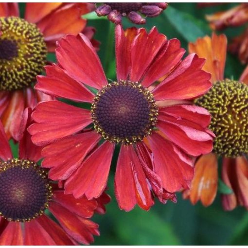 Helenium 'UFO Tom'