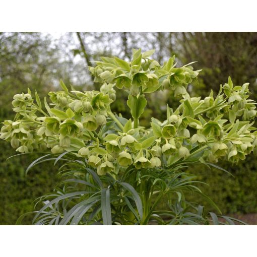 Helleborus foetidus 'Wilgenbroek Selection'