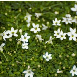 Isotoma fluviatilis 'Alba'