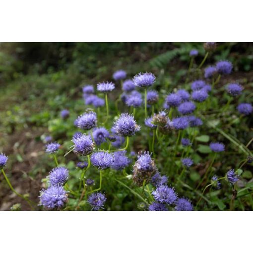 Jasione laevis 'Perennis'