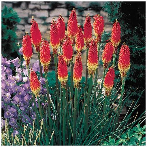 Kniphofia 'Royal Standard'