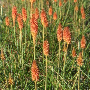 Kniphofia 'Vincent Lepage'