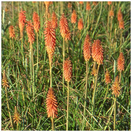 Kniphofia 'Vincent Lepage'