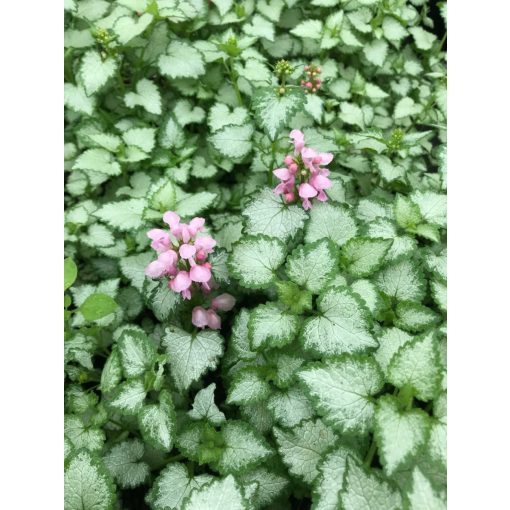 Lamium mac. 'Pink Pewter'