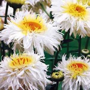 Leucanthemum (S) 'Crazy Daisy'