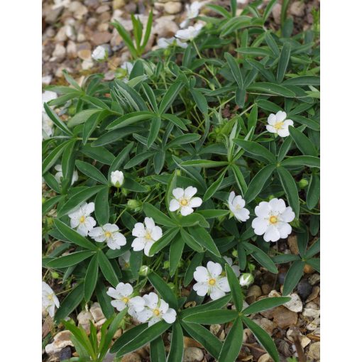 Potentilla alba