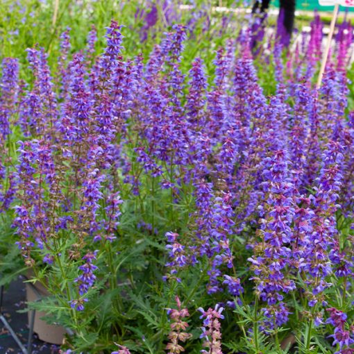 Salvia 'Carina' ®