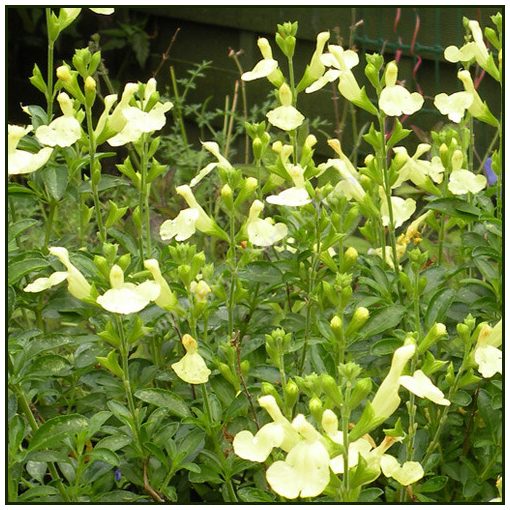 Salvia greggii 'Lemon Light'