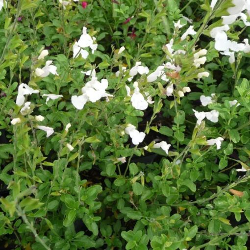 Salvia microphylla 'Gletsjerijs'