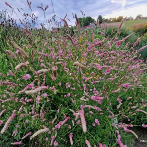 Sanguisorba 'Fire Explosion'