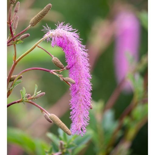 Sanguisorba hakusanensis 'Lilac Squirel'