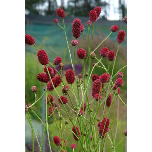 Sanguisorba officinalis 'Arnhem'