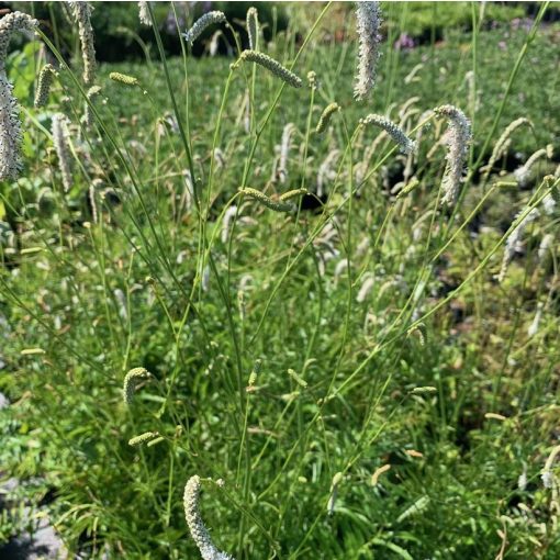 Sanguisorba tenuifolia 'Parviflora'