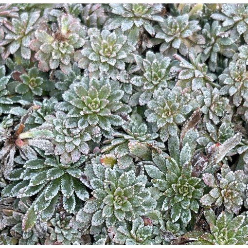 Saxifraga paniculata 'Minutifolia'