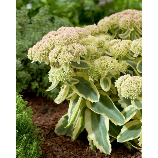 Sedum 'Lajos' (Autumn Charm)