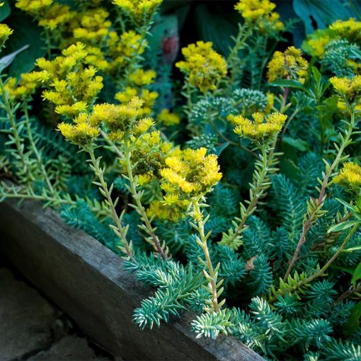 Sedum reflexum 'Blue Spruce'