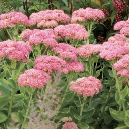 Sedum spectabile 'Septemberglut'