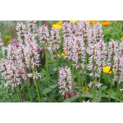 Stachys officinalis 'Rosea'