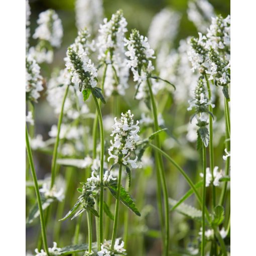 Stachys officinalis 'Summer Snowcone' ®