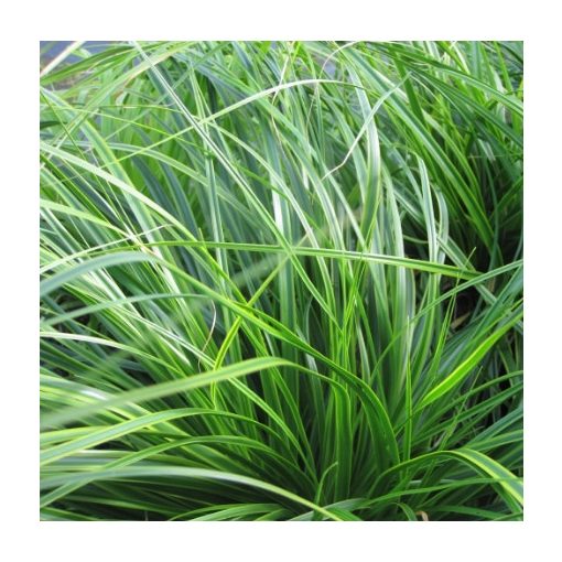 Carex oshimensis Everlime - Ósimai sás