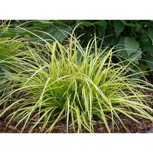 Carex oshimensis Eversheen - Ósimai sás