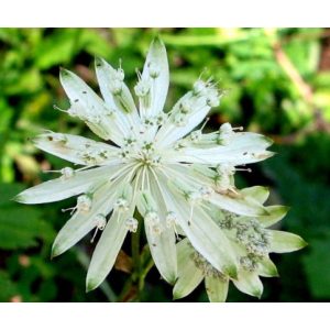 Astrantia major Bavarica - Völgycsillag