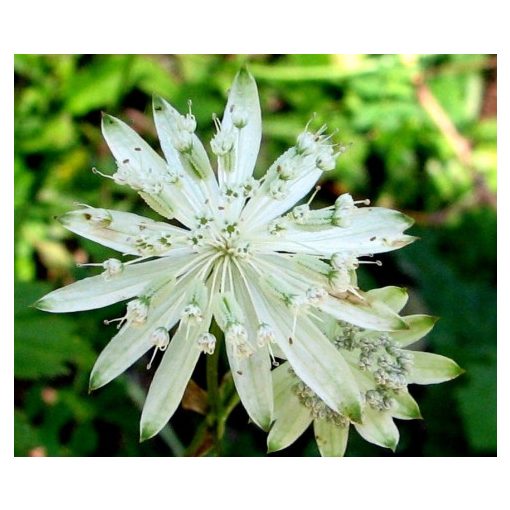 Astrantia major Bavarica - Völgycsillag