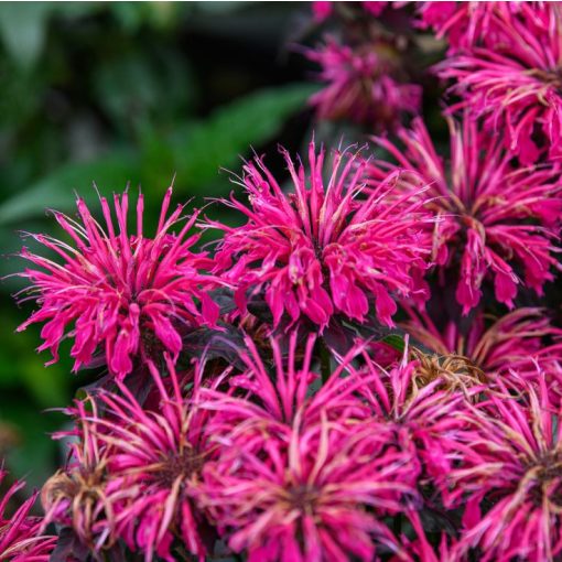 Monarda didyma Sugar Buzz Berry Taffy - Méhbalzsam