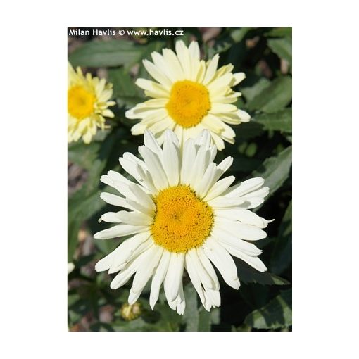 Leucanthemum Broadway Lights Cream - Margaréta