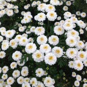 Tanacetum parthenium Ultra White Double - Őszi margitvirág