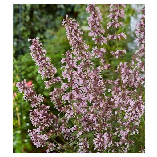 Nepeta faassenii Whispur Pink - Macskamenta