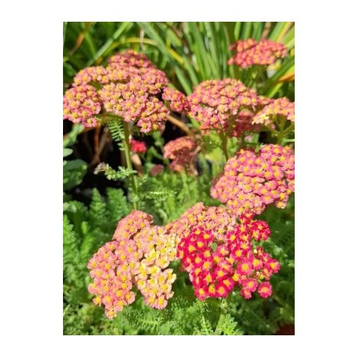 Achillea millefolium Desert Eve Red - Cickafark