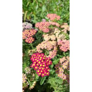 Achillea millefolium Milly Rock Cherry - Cickafark