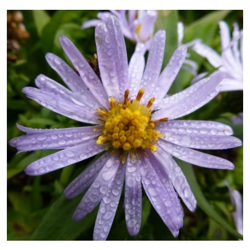 Aster dumosus Blauer Zwerg - Évelő őszirózsa