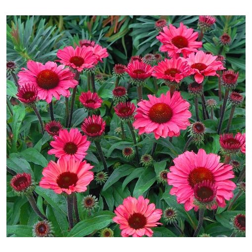 Echinacea purpurea Sunseekers Pomegranate - Kasvirág