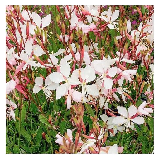 Gaura lindheimerii Mix - Díszgyertya