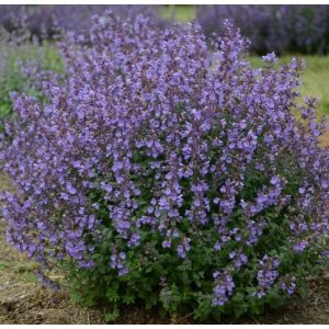 Nepeta faassenii Kitten Around - Macskamenta