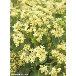 Sedum telephium Censation Honey Gold - Pompás varjúháj