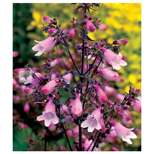 Penstemon digitalis Dakota Verde - Bugatölcsér