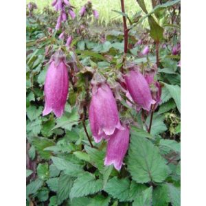   Campanula punctata Vine 'n' Rubies - Pettyegetett harangvirág