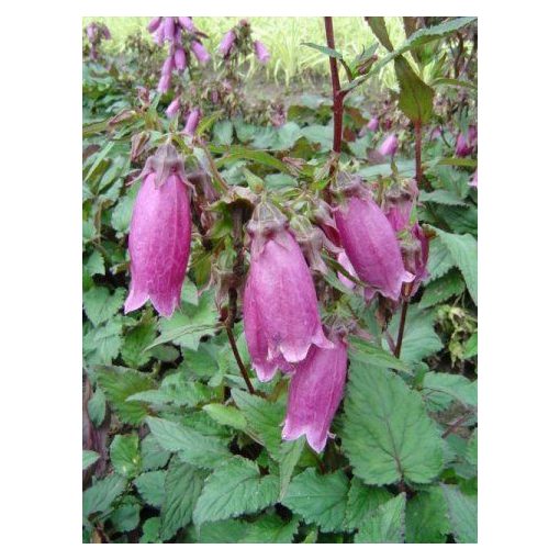 Campanula punctata Vine 'n' Rubies - Pettyegetett harangvirág