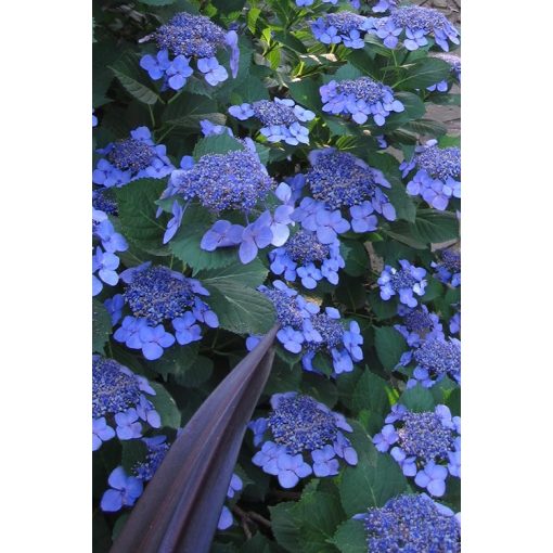 Hydrangea serrata Blue Bird - Fűrészes levelű hortenzia