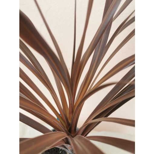 Cordyline australis Red Star