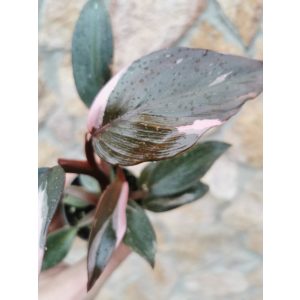 Philodendron Pink Princess