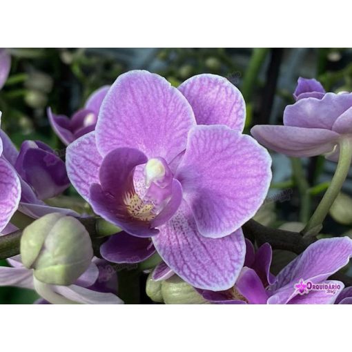 Phalaenopsis Violet Queen