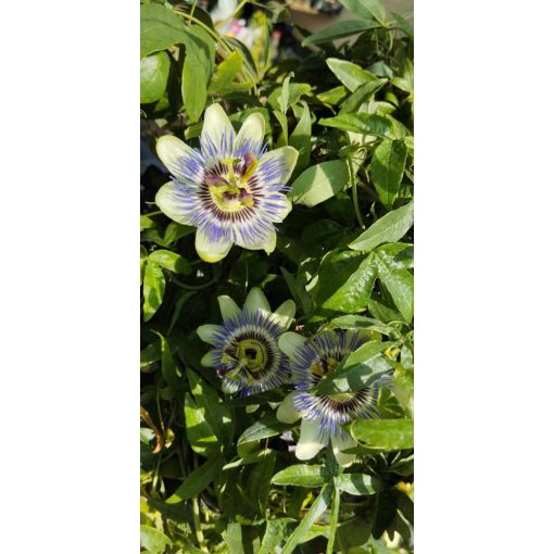 Golgotavirág - Passiflora caeruela