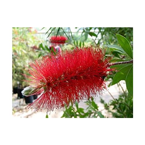 Callistemon citrinus - Kefevirág