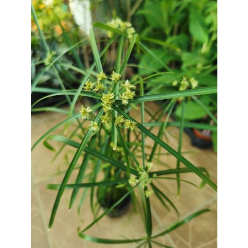 Vízipálma - Cyperus alternifolius